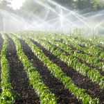 Sustainable Sprinkling Your Go-To Irrigation Systems Service