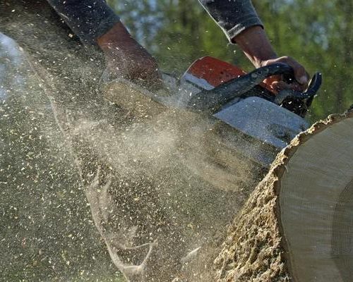 Expert Mobile Tree Removal Service for Every Season