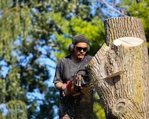 Tree Service That Keeps Your Yard Looking Its Best