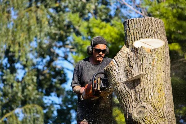 Tree Service That Keeps Your Yard Looking Its Best